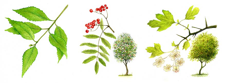 The Bumper Book of Nature . Random House . Tree identification illustrations - Spindle Rowan Hawthorn